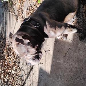 Image of Blu, Lost Dog