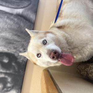 Found Dog Unknown