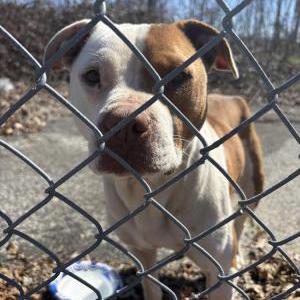 Image of Unknown, Found Dog