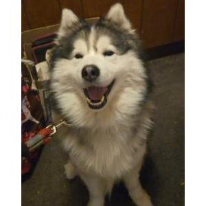 Lost Dog Royce
