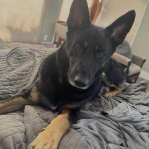 Image of Dash, Lost Dog