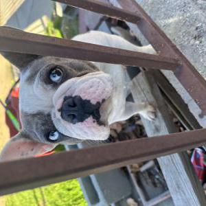 Image of Sky, Lost Dog