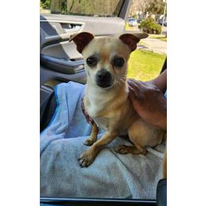Found Dog Unknown
