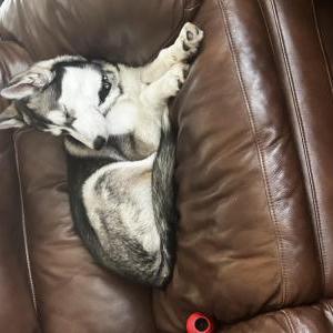 Lost Dog Sammie