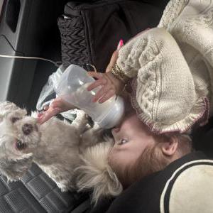 Lost Dog Smore