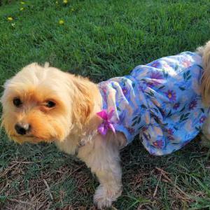 Image of Henny, Found Dog