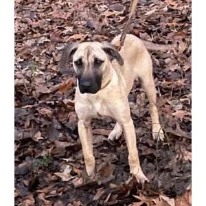 Image of Boone, Lost Dog