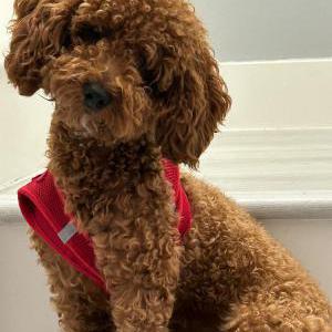 Image of Jack, Lost Dog