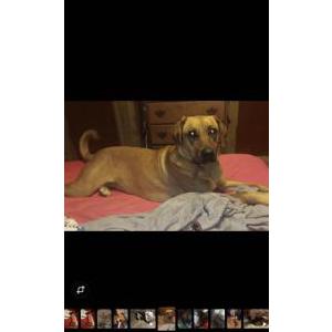 Lost Dog Lady bug