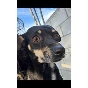 Image of Jerry, Lost Dog