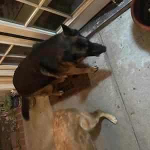 Image of Unknown, Found Dog