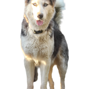 Image of Unknown, Found Dog