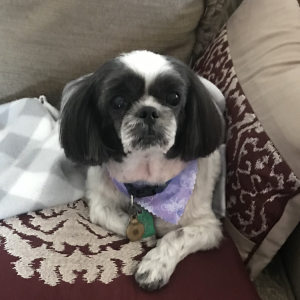 Image of Maci, Lost Dog