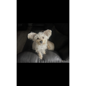 Lost Dog Hunny