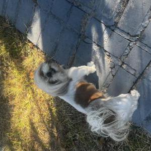 Image of Bella, Lost Dog