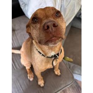 Image of Jazmine, Lost Dog