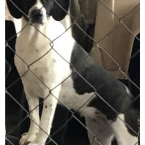 Image of Dixie, Lost Dog