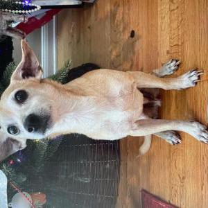 Image of Suchil, Lost Dog