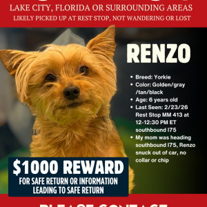 Image of Renzo, Lost Dog