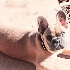 Image of Thor, Lost Dog