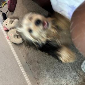 Lost Dog Keon