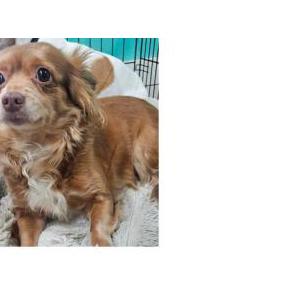 Image of Unknown, Found Dog