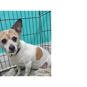 Image of Unknown, Found Dog