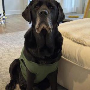 Image of Sammy, Lost Dog