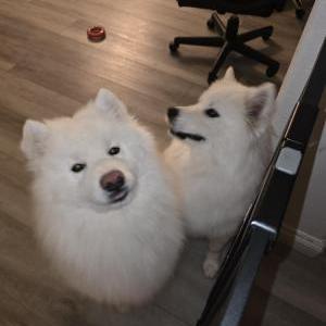Image of Buddy, Lost Dog