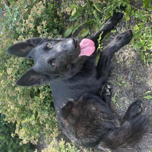 Image of Maggie, Lost Dog
