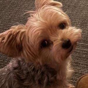 Image of Mimi, Lost Dog