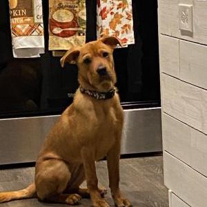 Image of Maple, Lost Dog