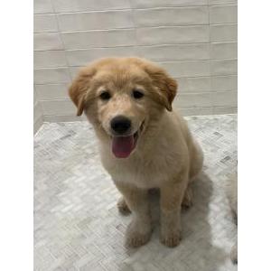 Image of Baker, Lost Dog