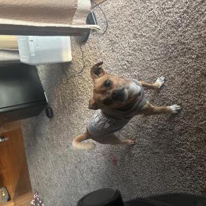 Found Dog unknown