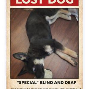Image of Precious, Lost Dog