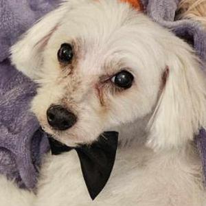 Lost Dog Sanji
