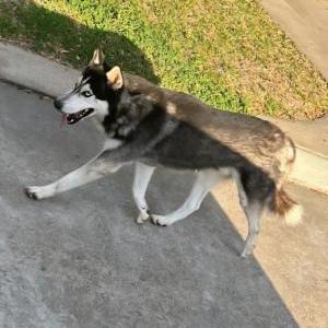 Found Dog Unknown