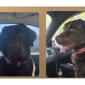 Image of River, Lost Dog