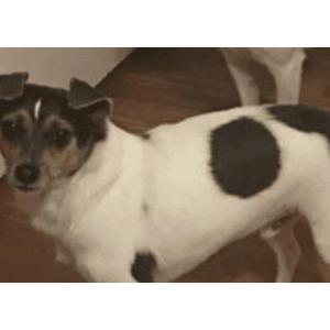 Image of Smokey, Lost Dog