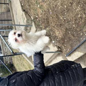 Lost Dog Fluffy