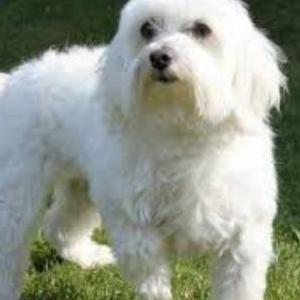 Lost Dog Wynter