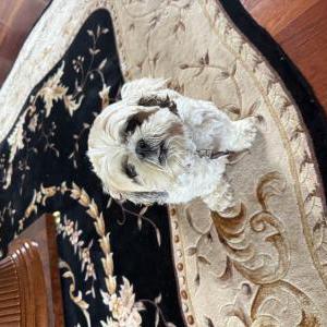 Image of Gizmo, Lost Dog