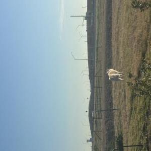 Image of unknown, Found Dog