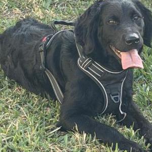 Image of Unknown, Found Dog