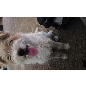 Image of Unknown, Found Dog
