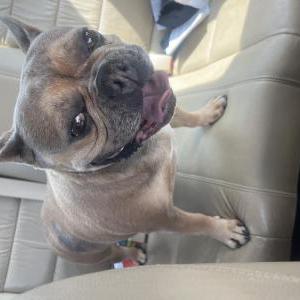 Image of unknown, Lost Dog