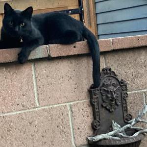 Lost Cat Magic