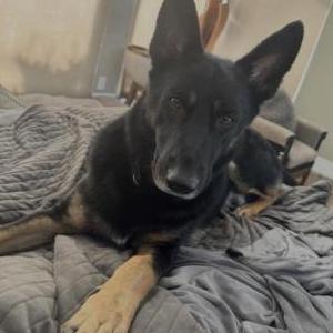 Image of DASH, Lost Dog