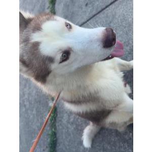Image of Draco, Lost Dog