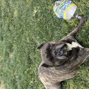 Image of Rocky, Lost Dog